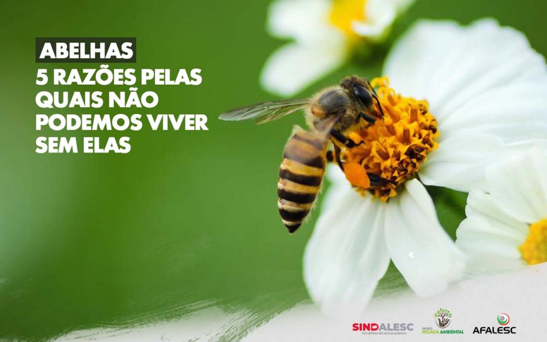 Abelhas: 5 razões pelas quais não podemos viver sem elas.